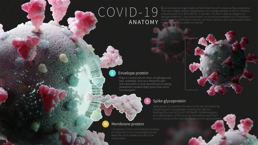 新冠病毒模型设计思路图片
