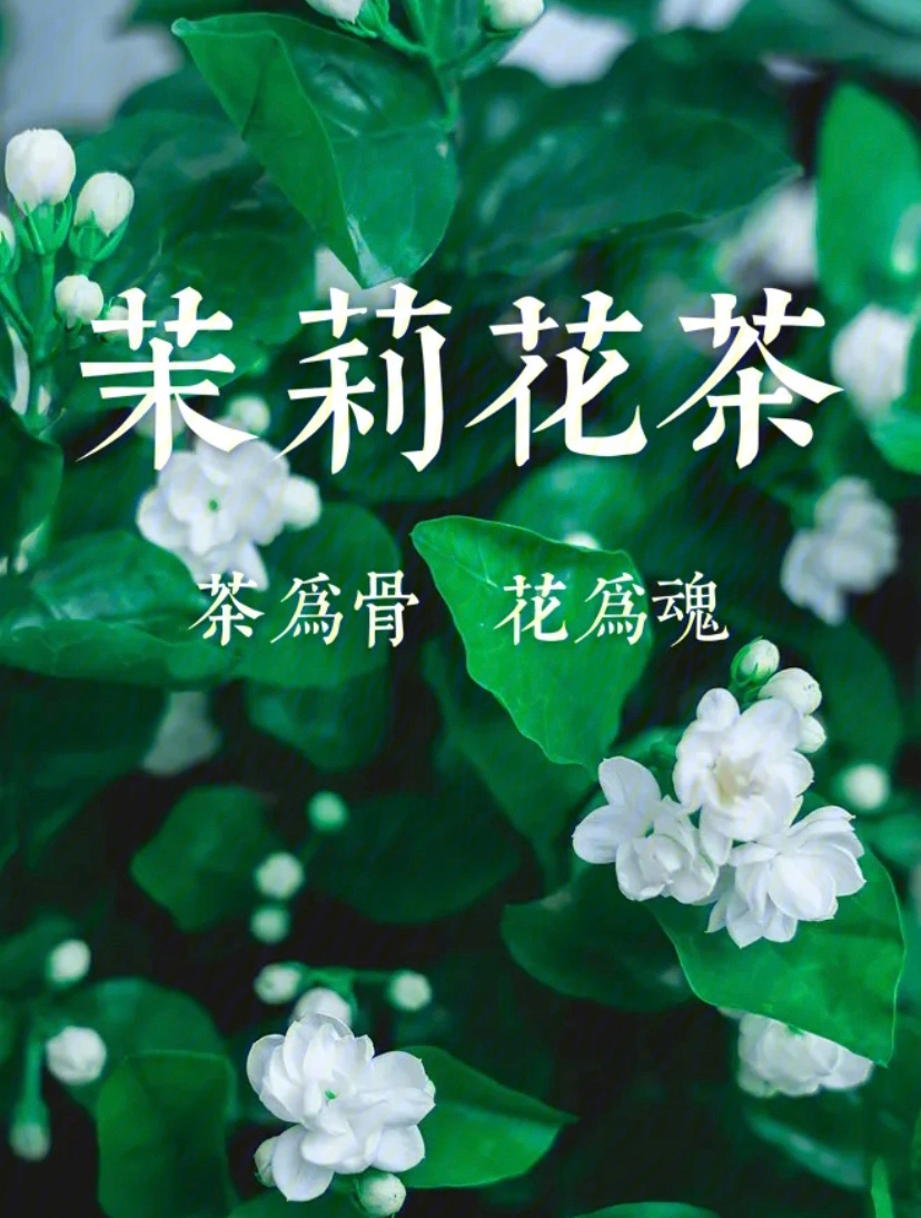 茉莉花茶