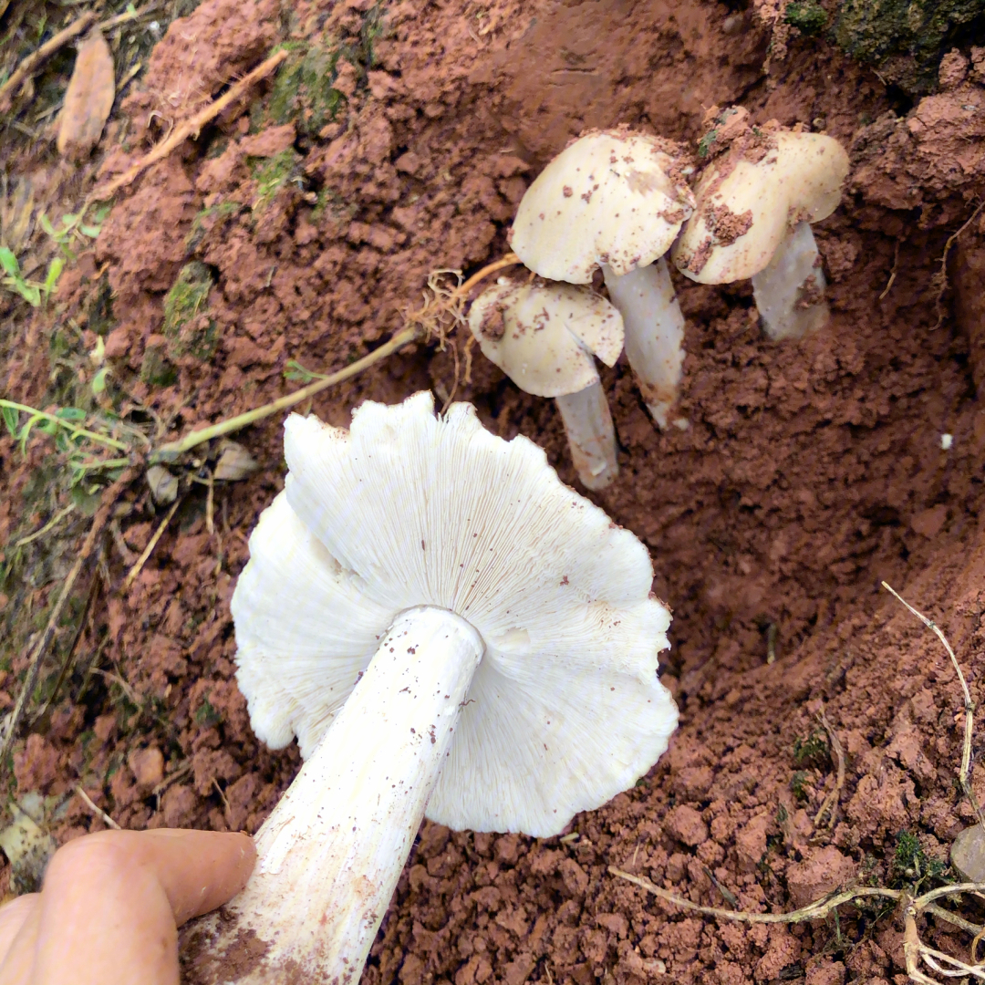 下雨天捡鸡枞菌斗鸡菇