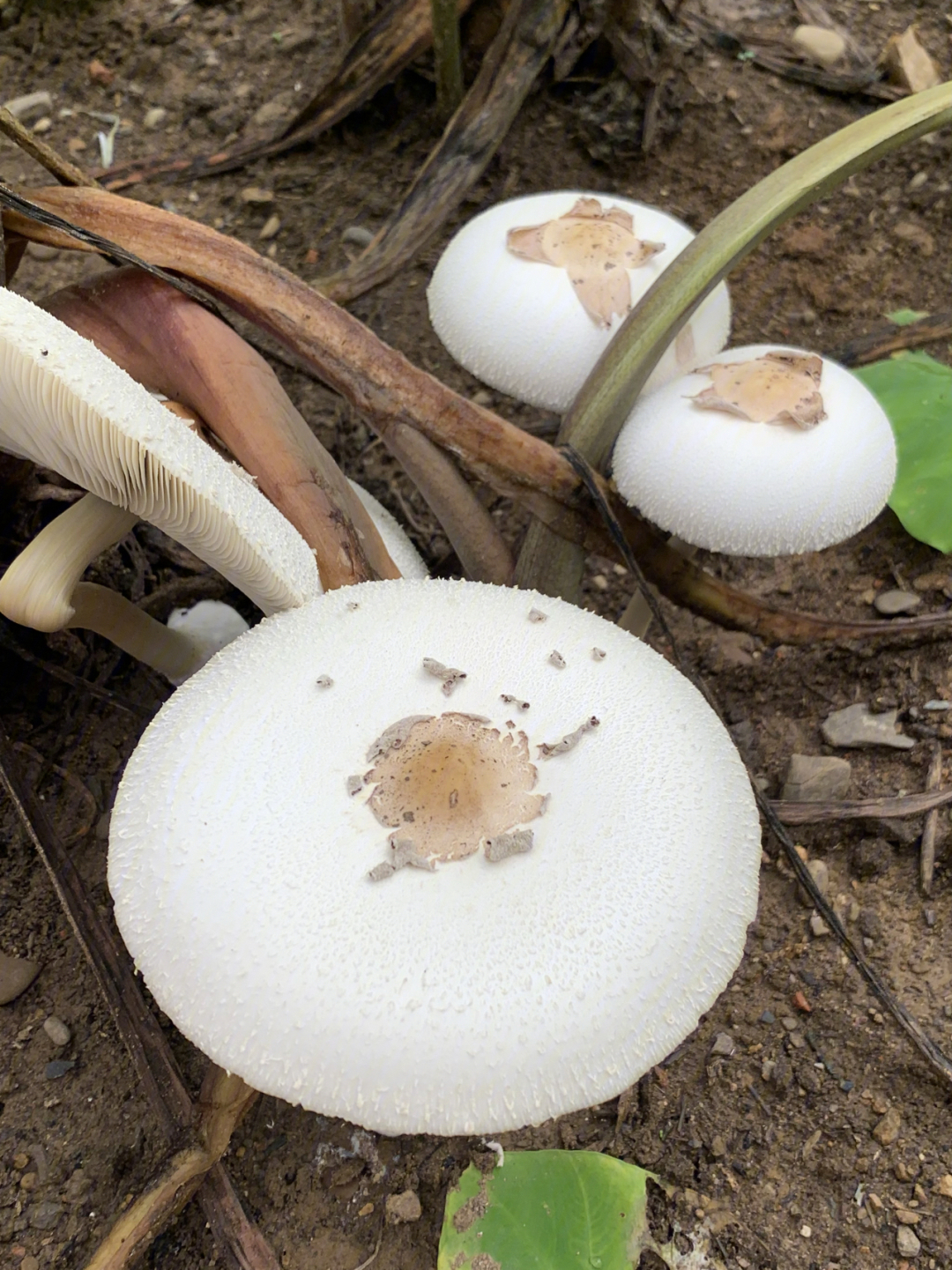 白色长条状蘑菇图片