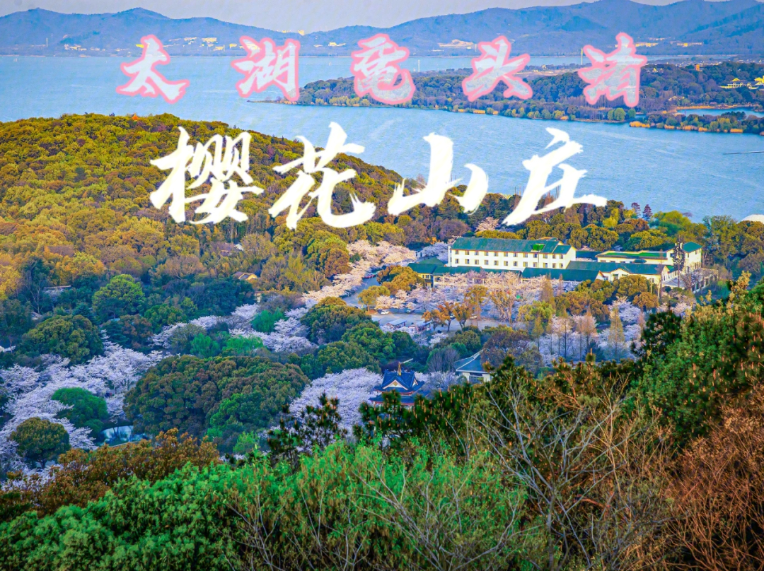 樱花山庄酒店位于太湖鼋头渚核心景区——樱花谷内,每到春天,四周94