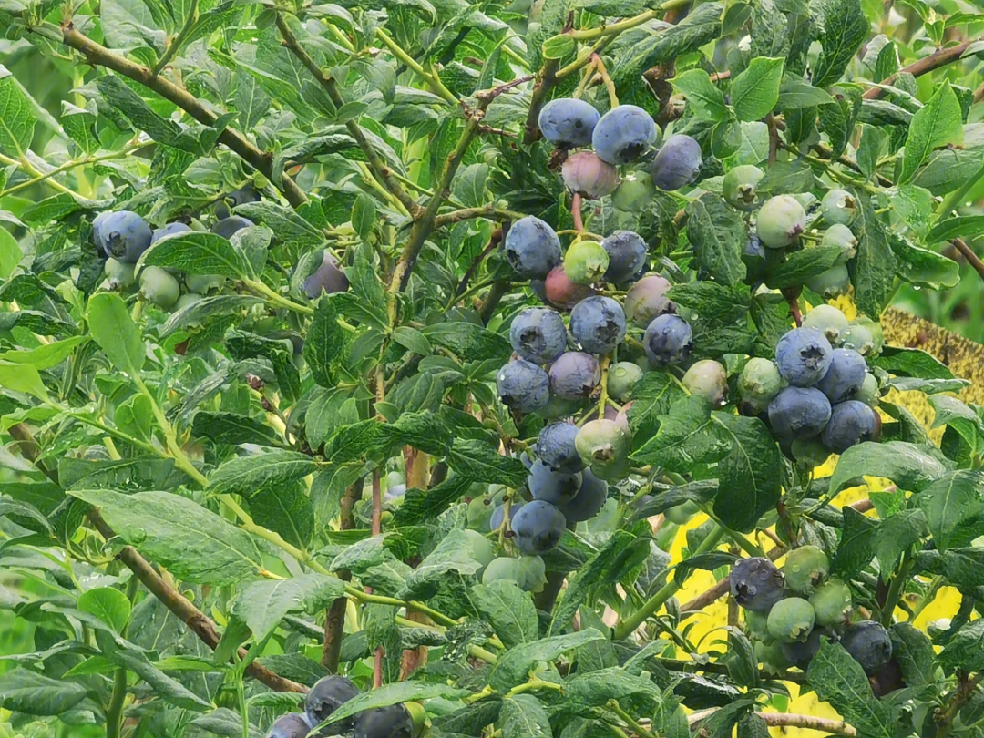 蓝莓树一年四季的变化图片