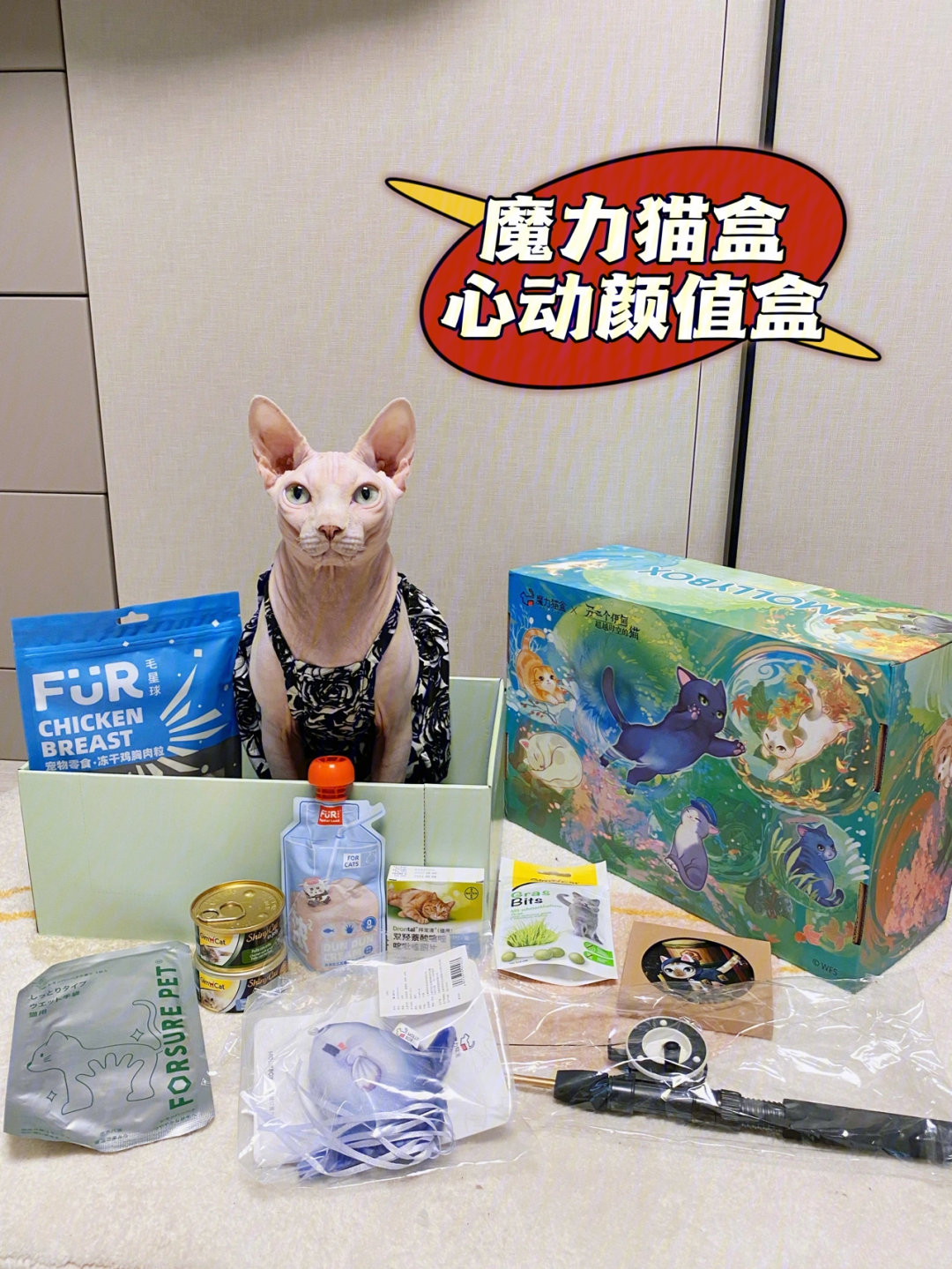 猫扎特魔力喵本人图片