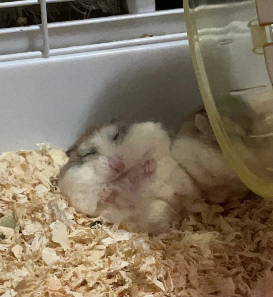 母仓鼠怀孕时睡姿图片