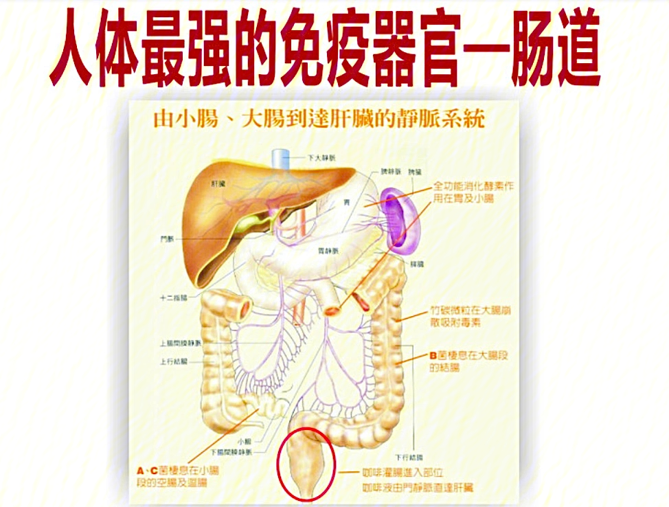 人体免疫器官示意图图片