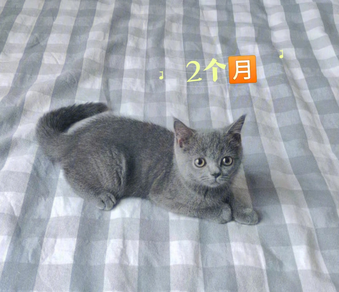 蓝猫长大后和小时候判若两猫