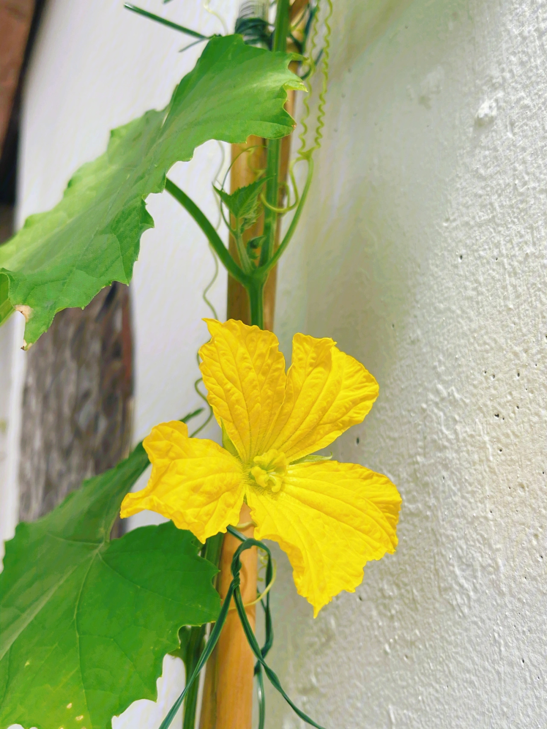 丝瓜雌花雄花区别图片