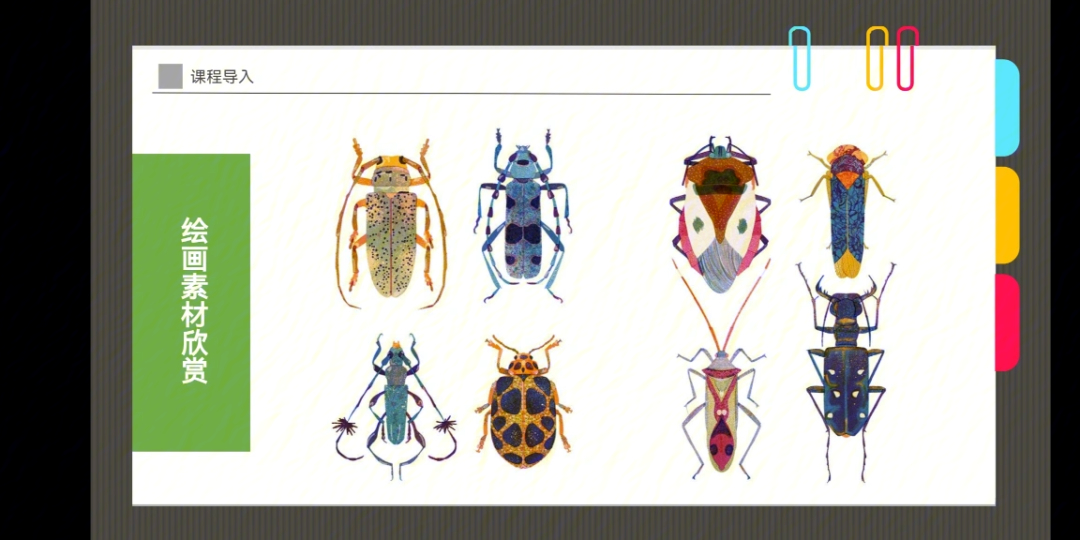 甲虫的简介图片