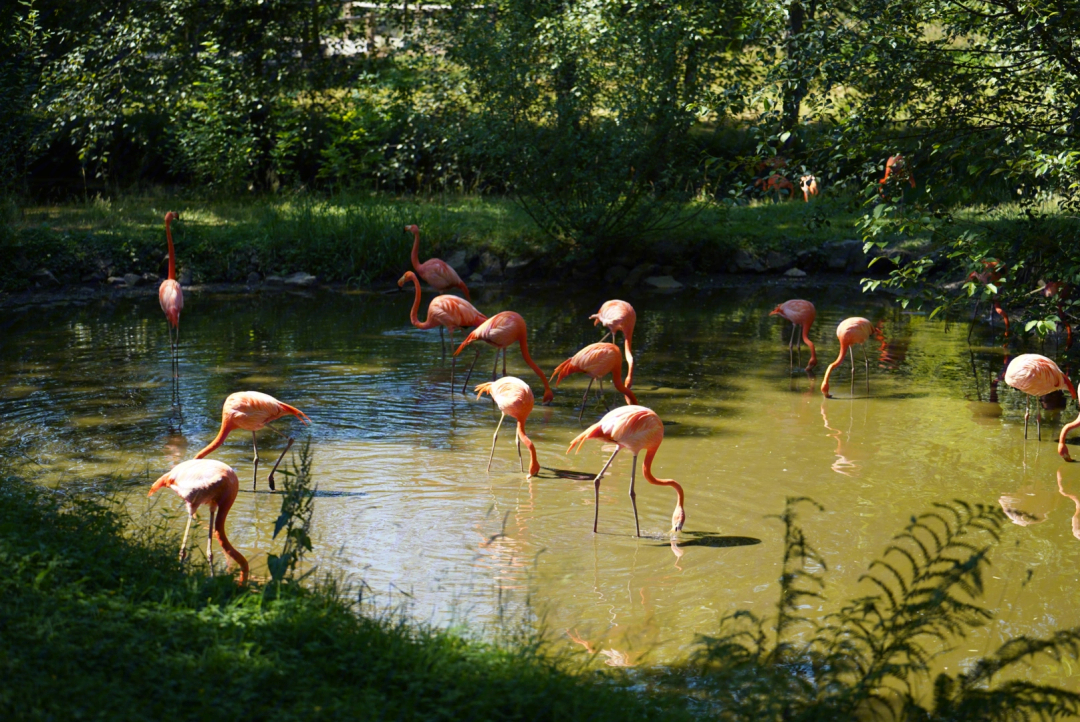 马尼拉动植物园图片