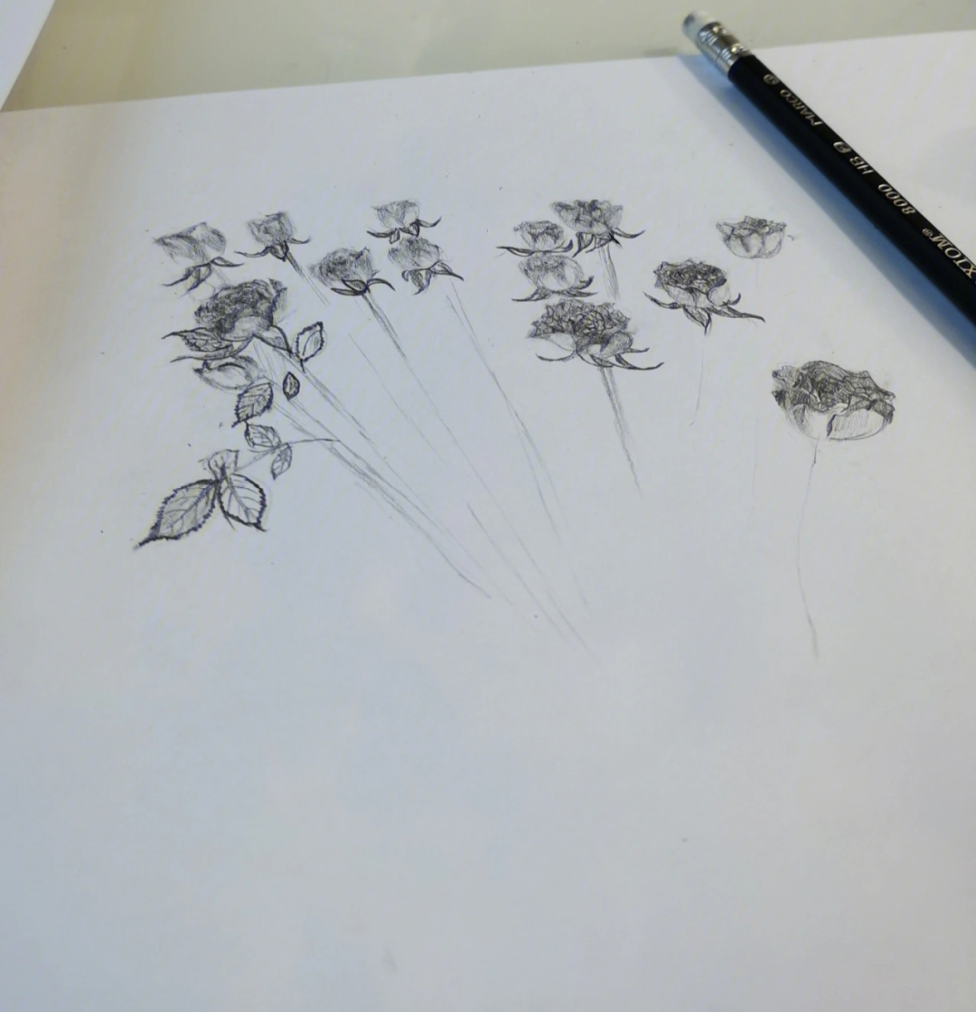 野蔷薇花丛的简单画法图片