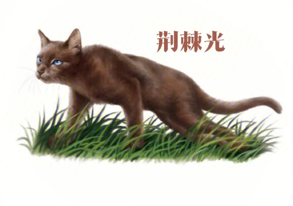 猫武士岩石图片
