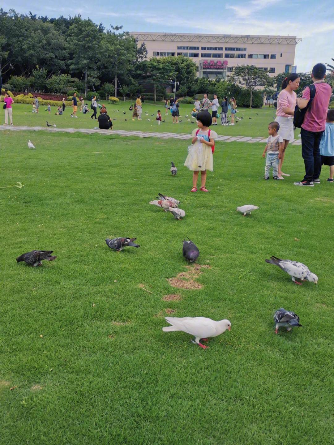 白鹭洲公园鸽子广场图片