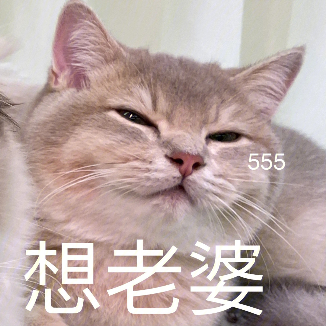 老婆猫猫表情包图片