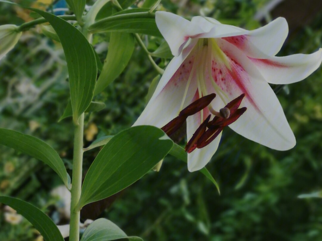 百合夏季开花记录