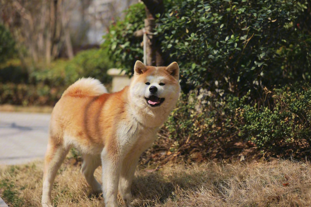 微笑的秋田犬高清壁纸图片