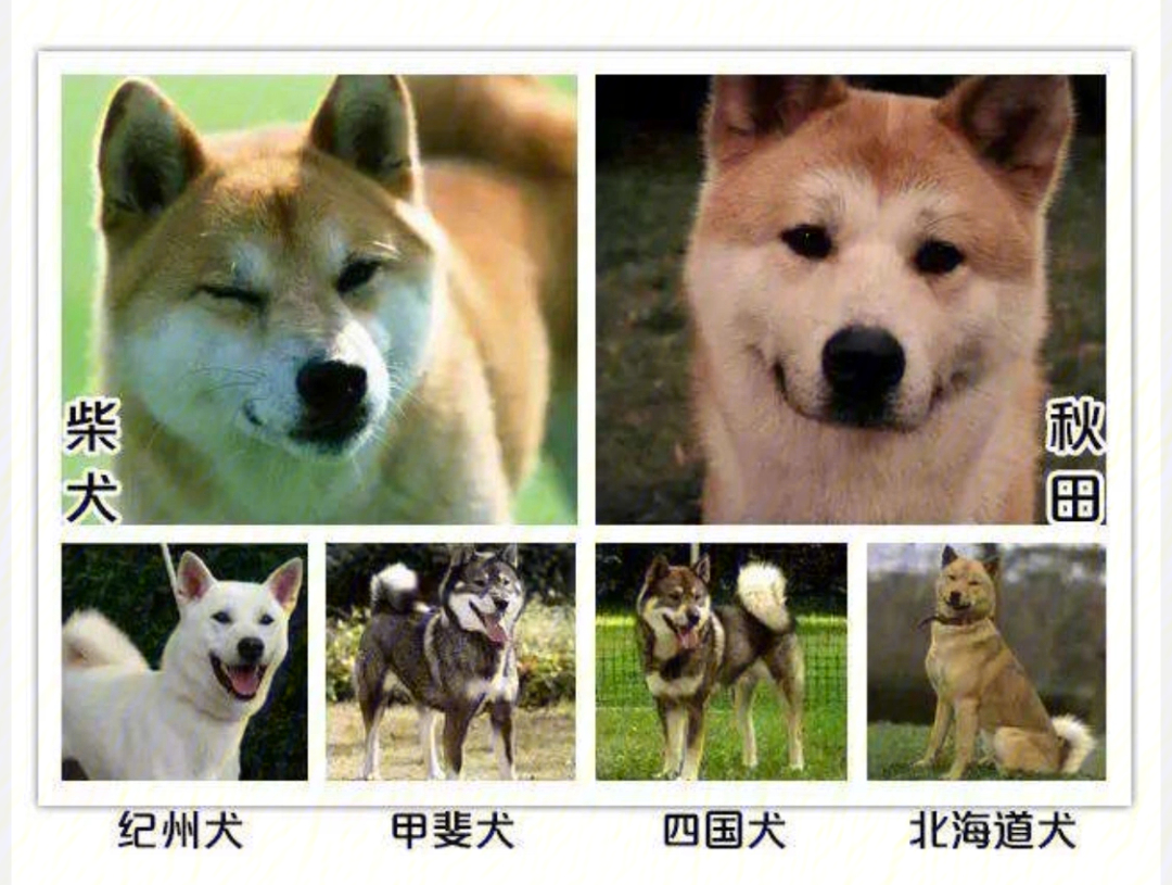 日本名犬排名图片