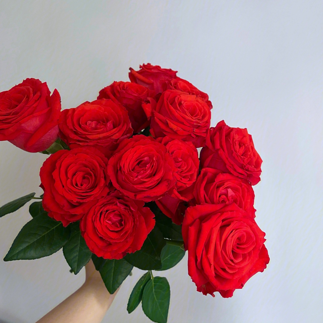 520必备,暖色调的红玫瑰,更平易近人;95桃花雪:林奇老约翰ab面玫瑰