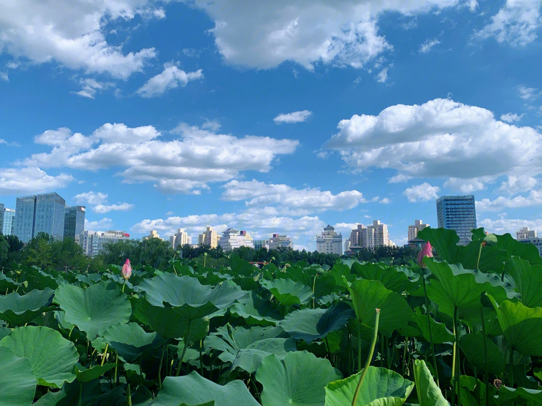 蓝天白云湖花草火车遛娃好地方