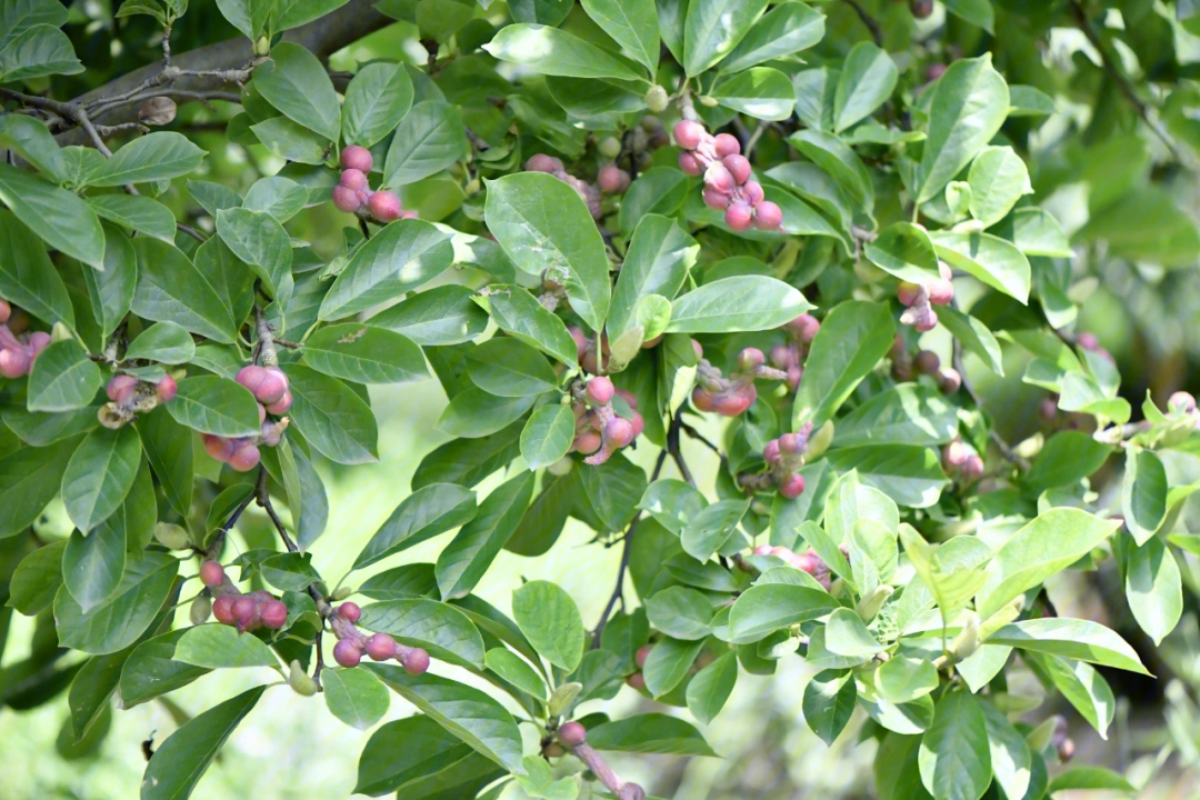 七彩树植物养殖方法图片