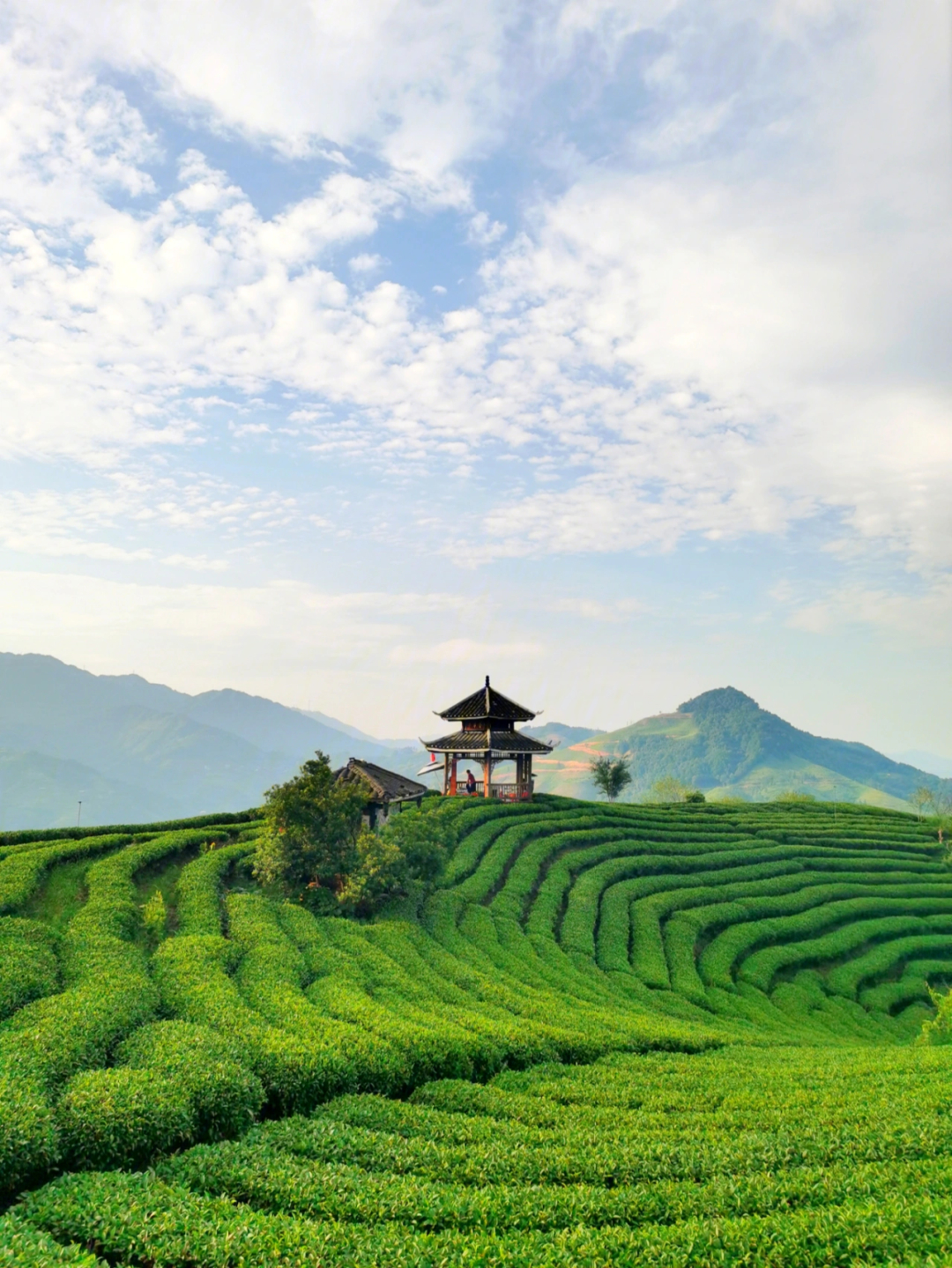 三江仙人山布央茶山