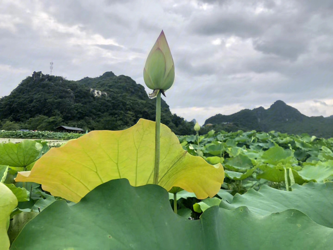 百朋下伦荷花景区