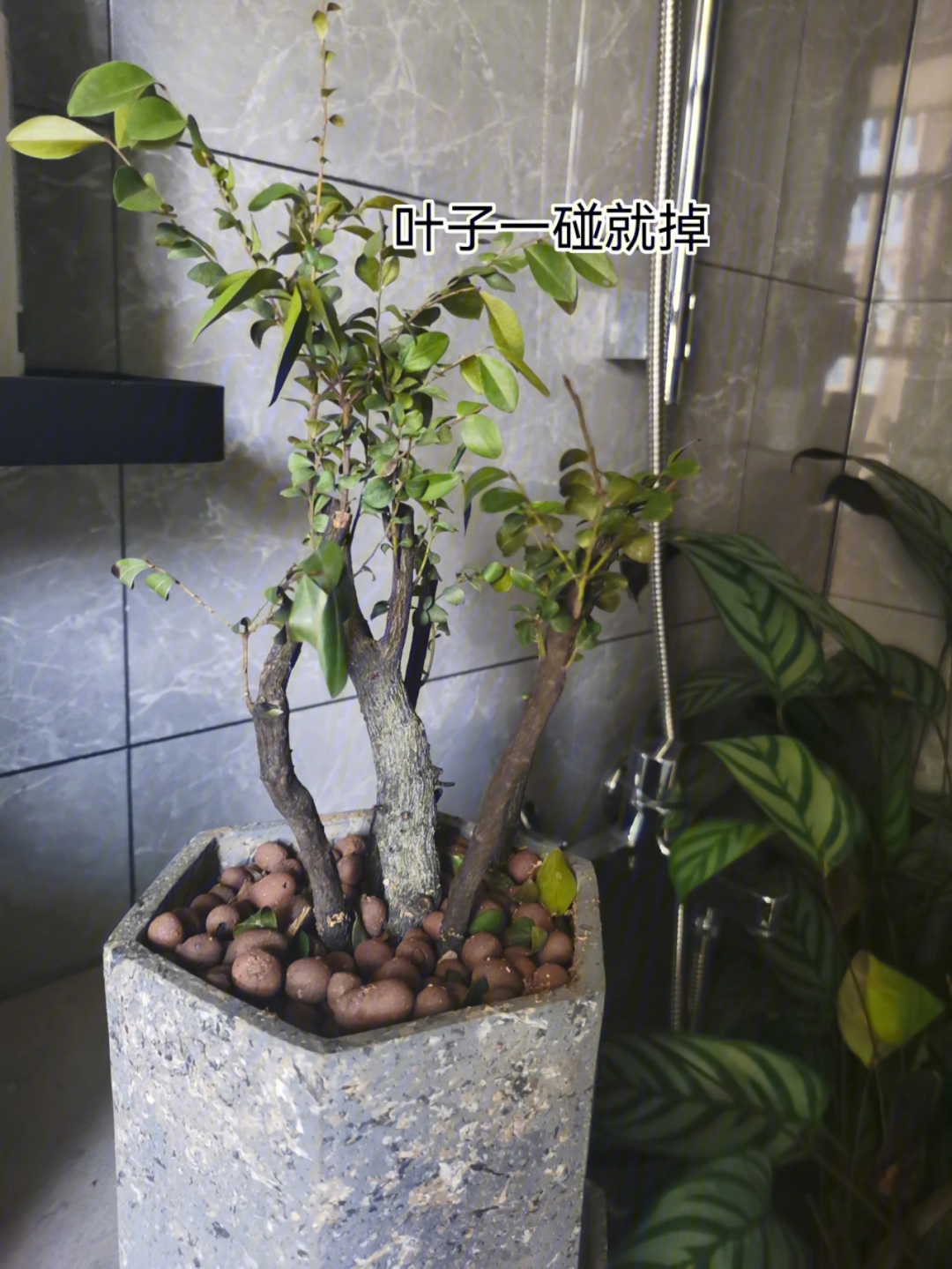 求助小叶紫檀黑骨茶盆栽种植方法