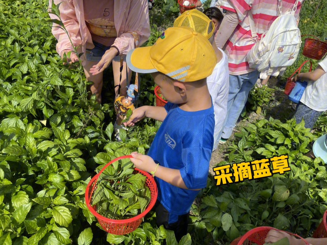 蓝靛草生长季节图片