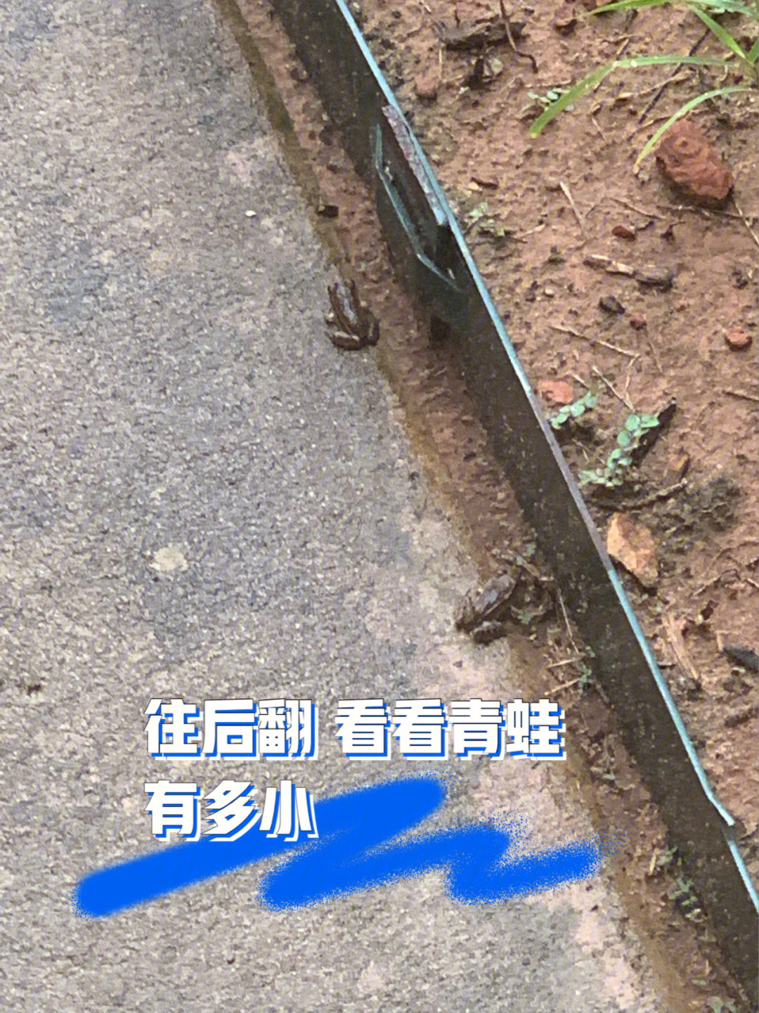 走路要小心不要踩到青蛙啦