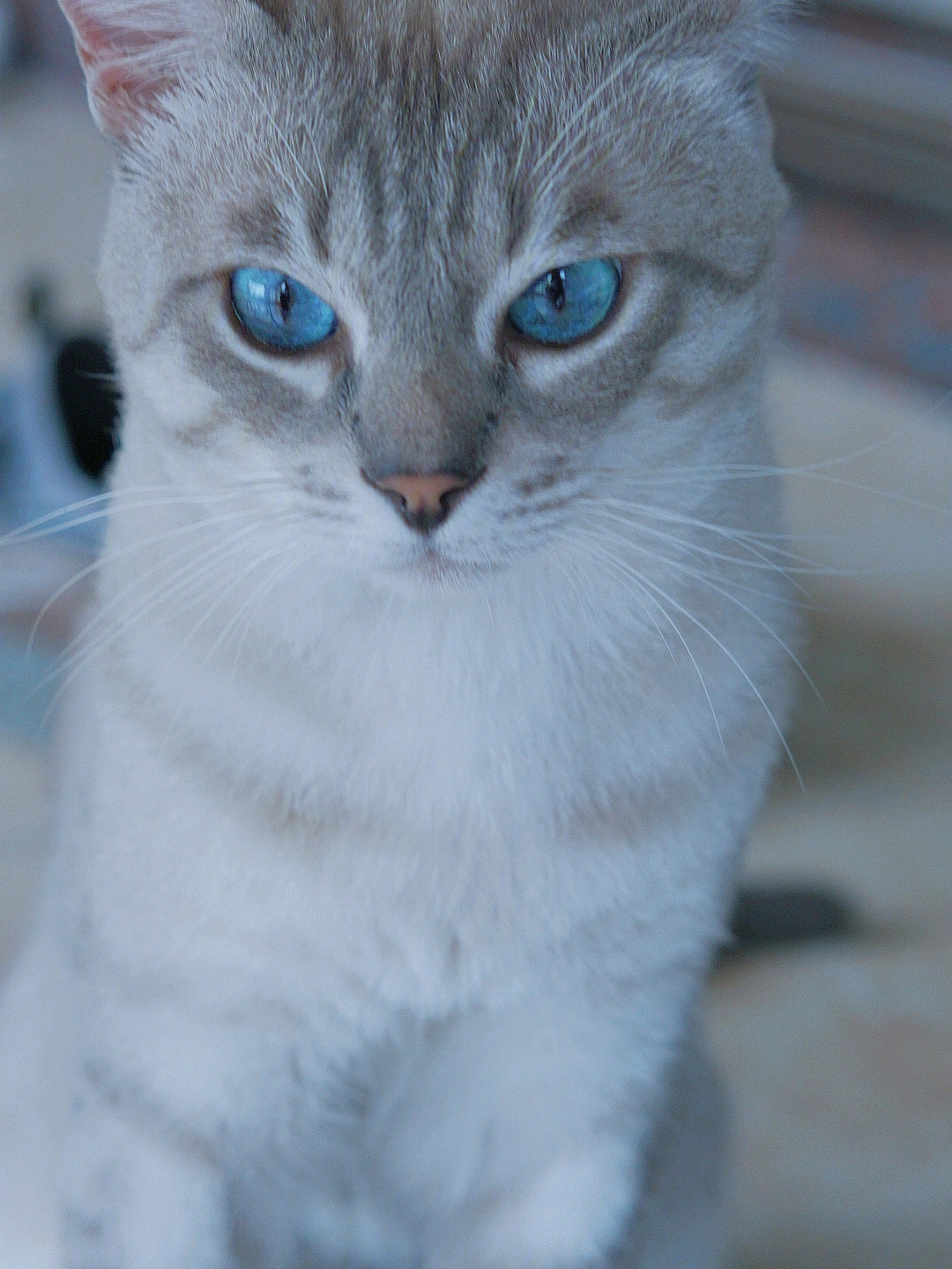 蓝眼睛虎斑猫照片图片