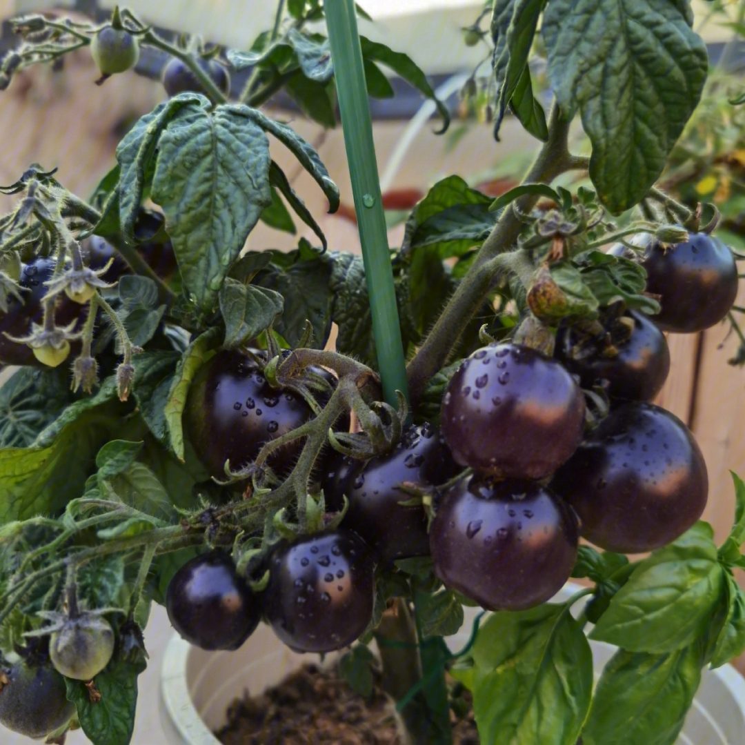 超级丰产的矮生番茄紫色小子