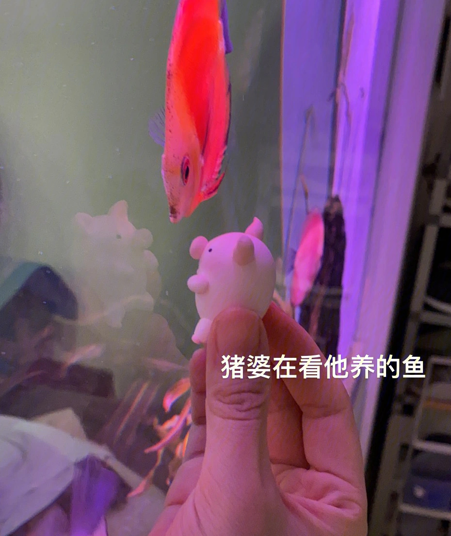 新鲜出炉的猪婆表情包