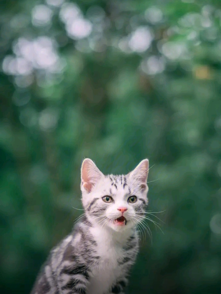 可爱的小猫咪来喽!希望大家喜欢