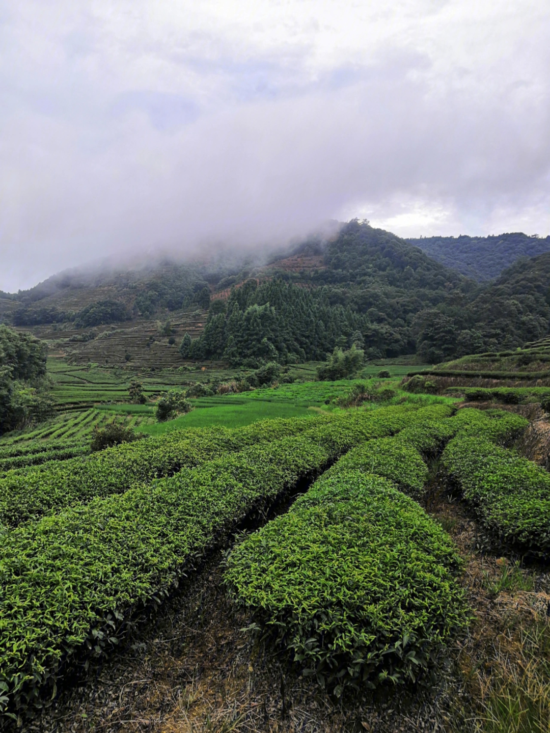 空山新雨后封面图片