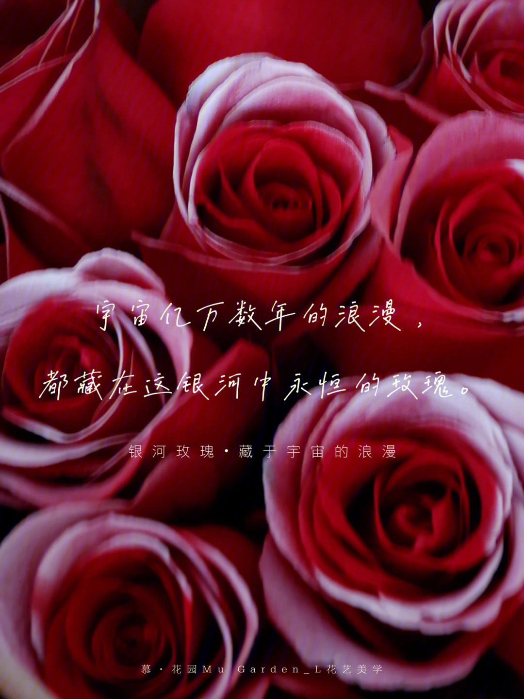 银河玫瑰来自玫瑰星云的礼物2021七夕