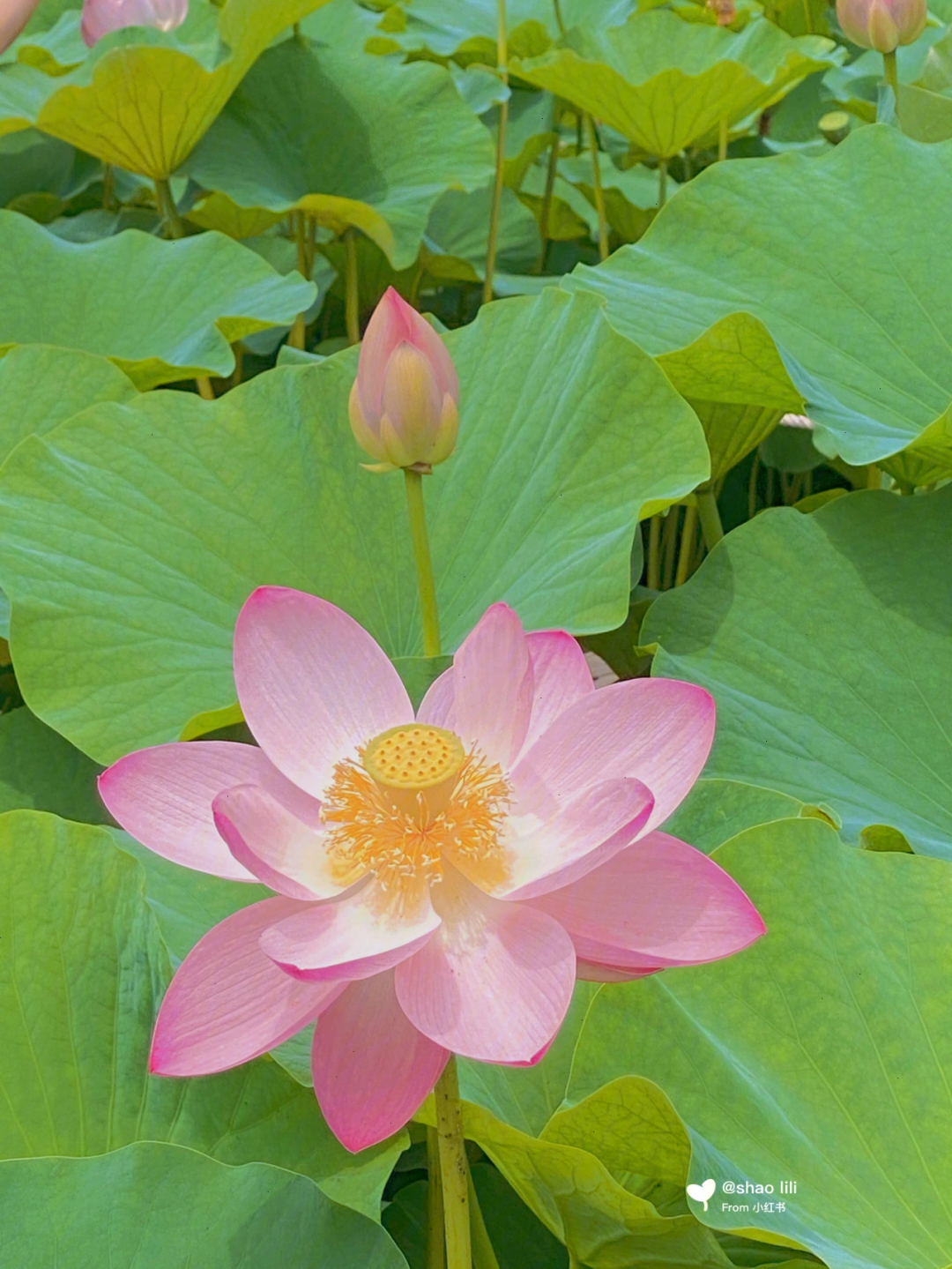 荷花塘美景如画