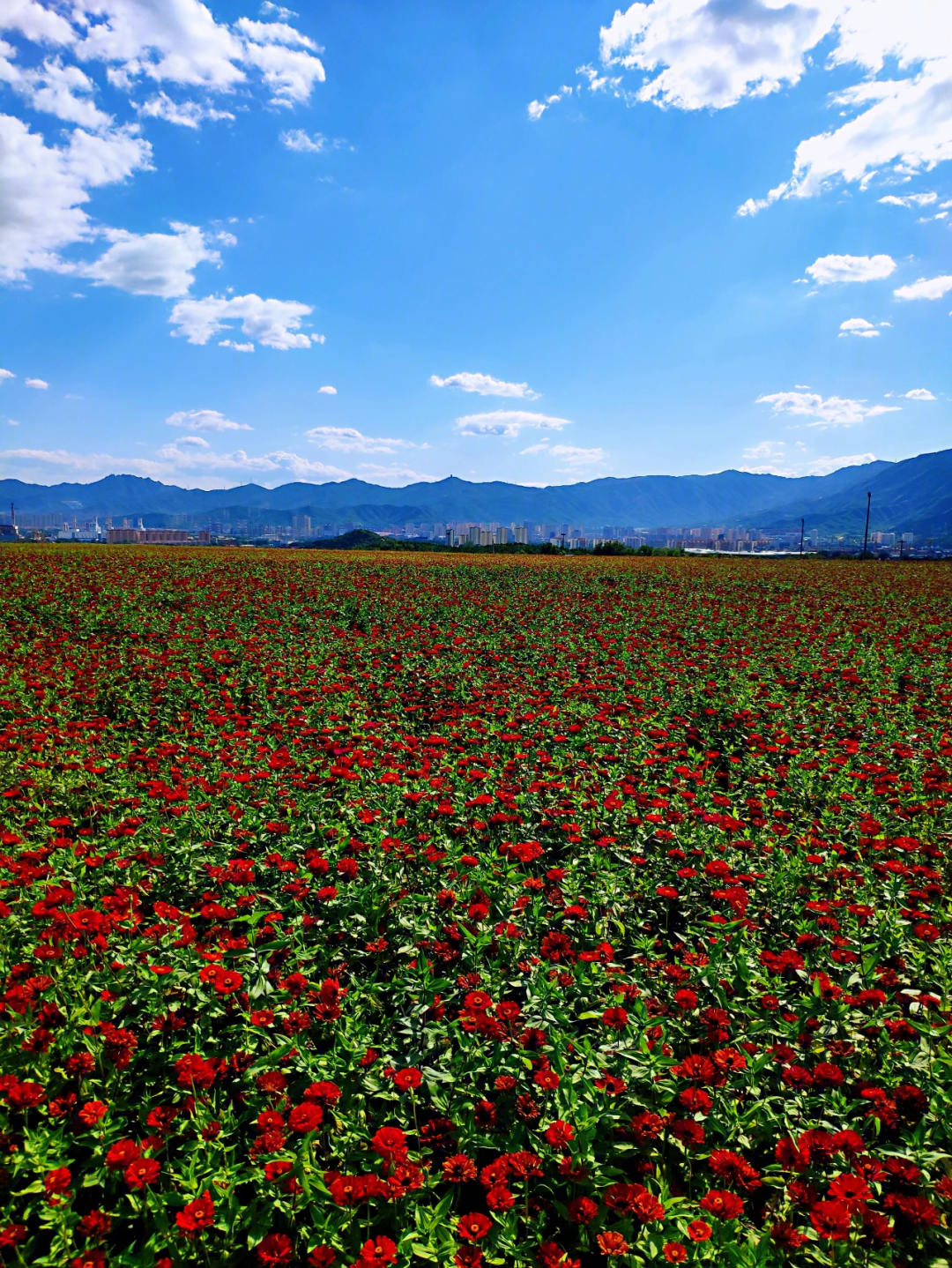 石景山半山花海图片图片