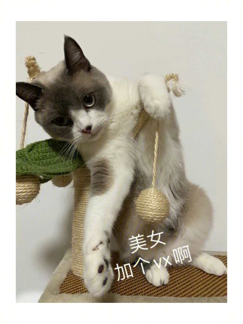 打咩猫表情包图片