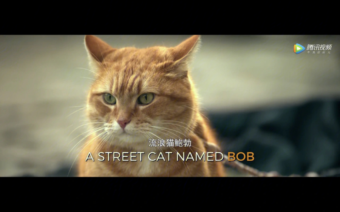 流浪猫鲍勃演员表图片