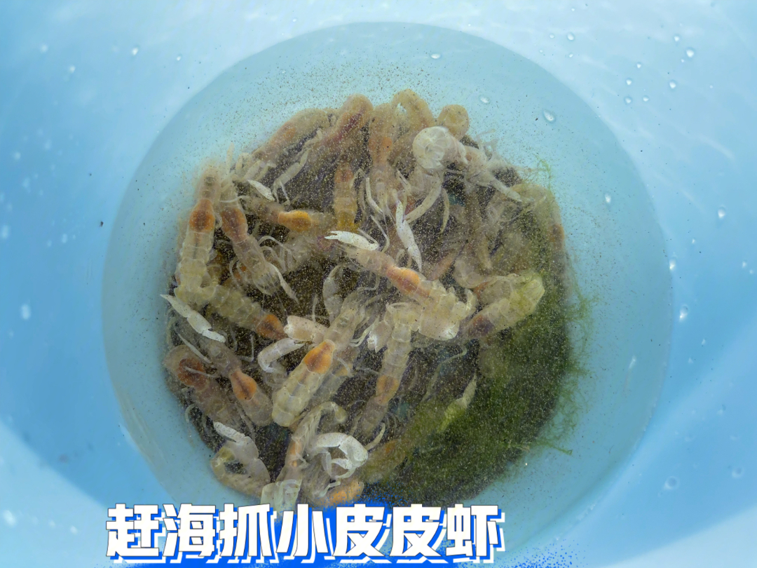 3)早晨起来去浅水湾赶海,浅水湾,小皮皮虾特别多,还有小的螃蟹02