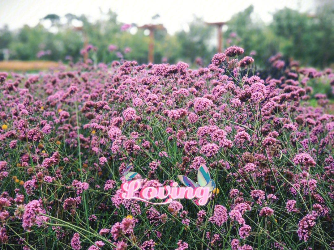 马鞭草花海