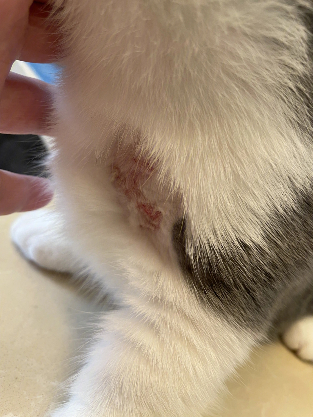 猫脂溢性皮炎初期图图片