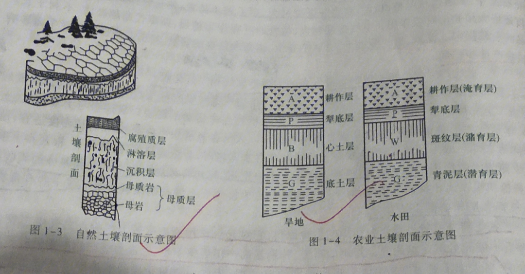 水稻土剖面土层示意图图片