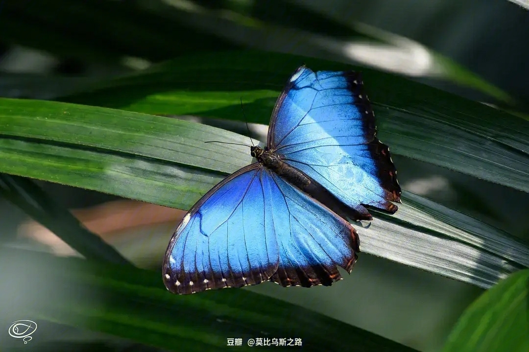 蓝闪蝶为什么会发出美丽的蓝光