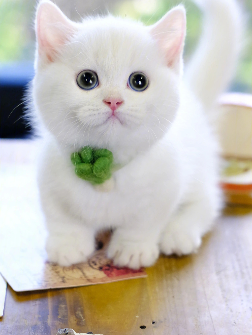 纯白曼基康矮脚猫白猫白色矮脚猫白矮脚