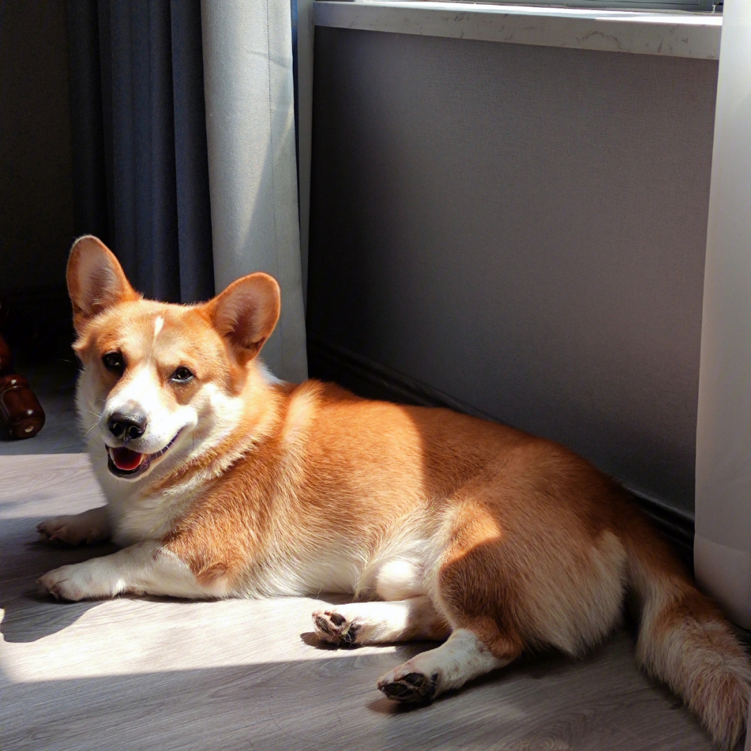 狗晒太阳图舒服的样子图片