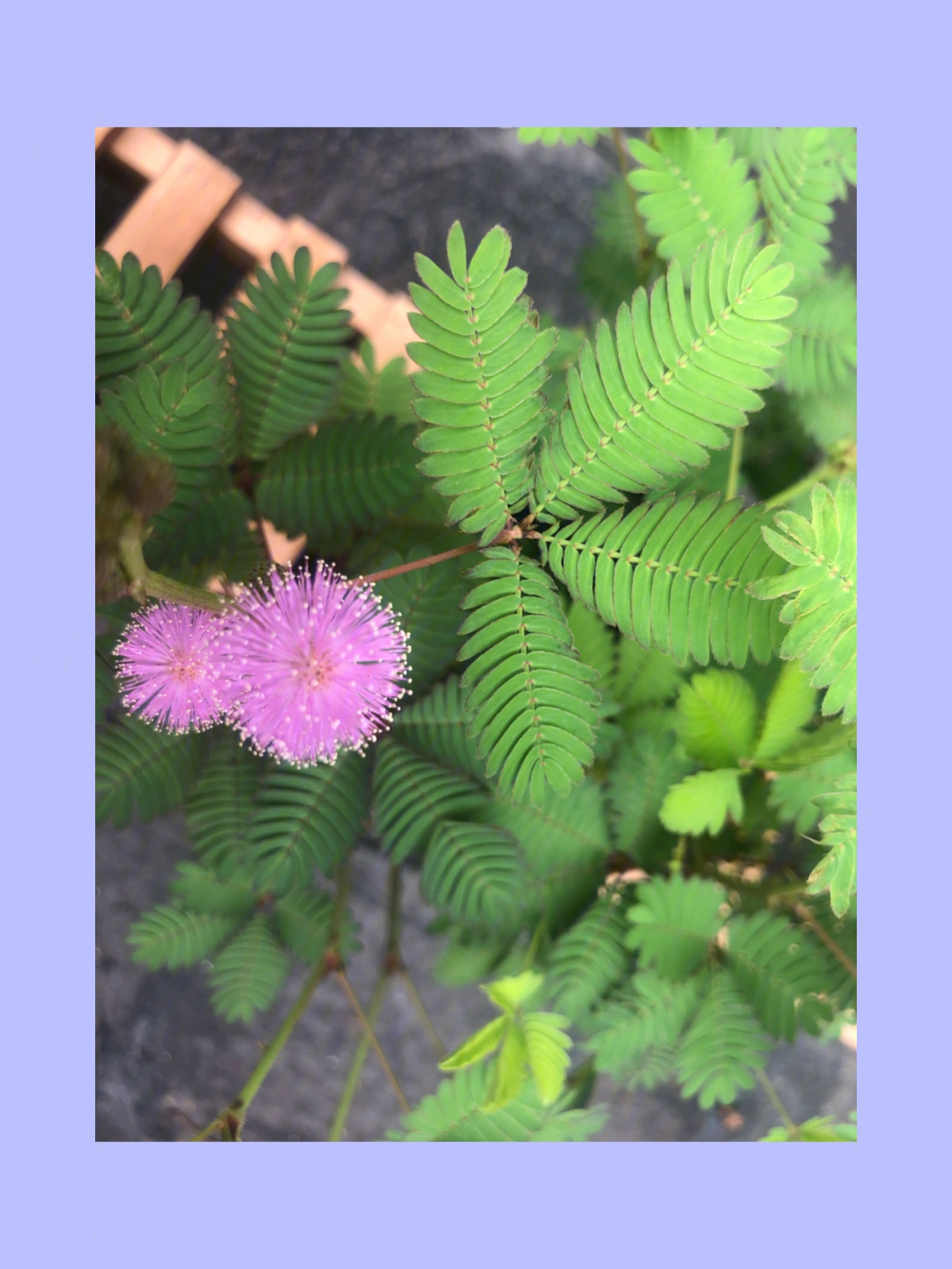 含羞草在什么时候开花图片