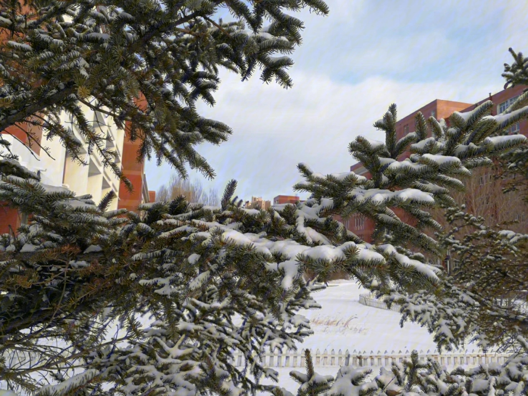 冬天雪和松树