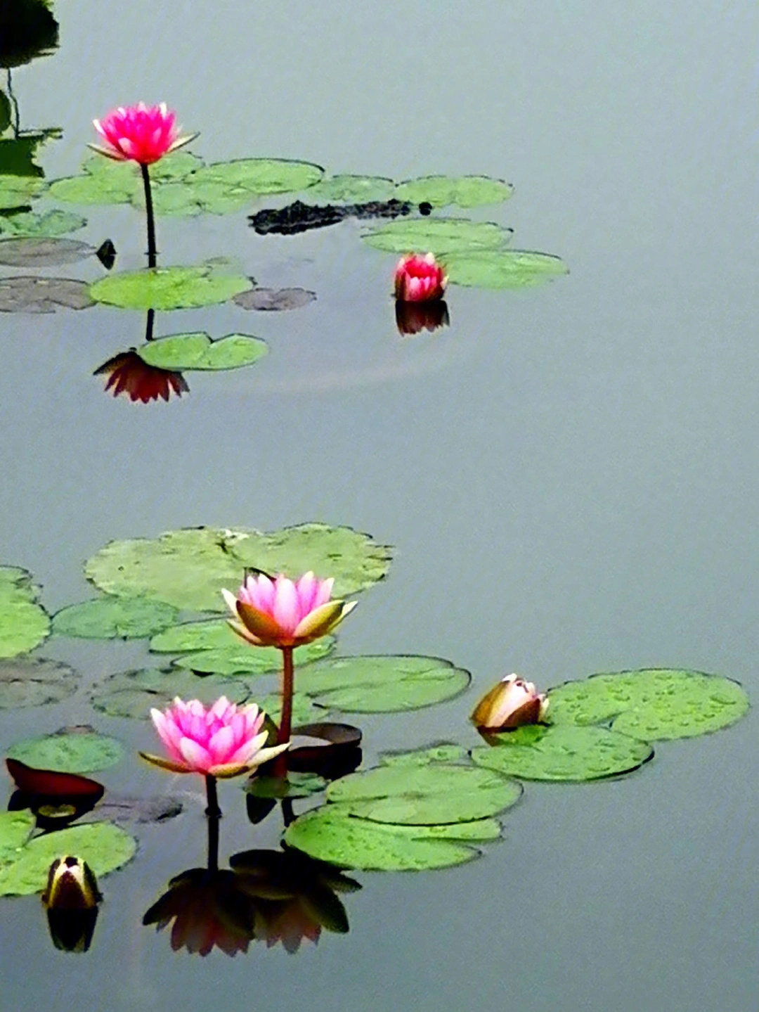 唐招提寺莲花图片