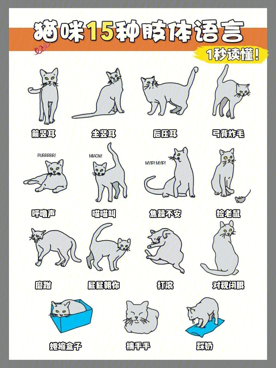 猫动作的含义图解图片