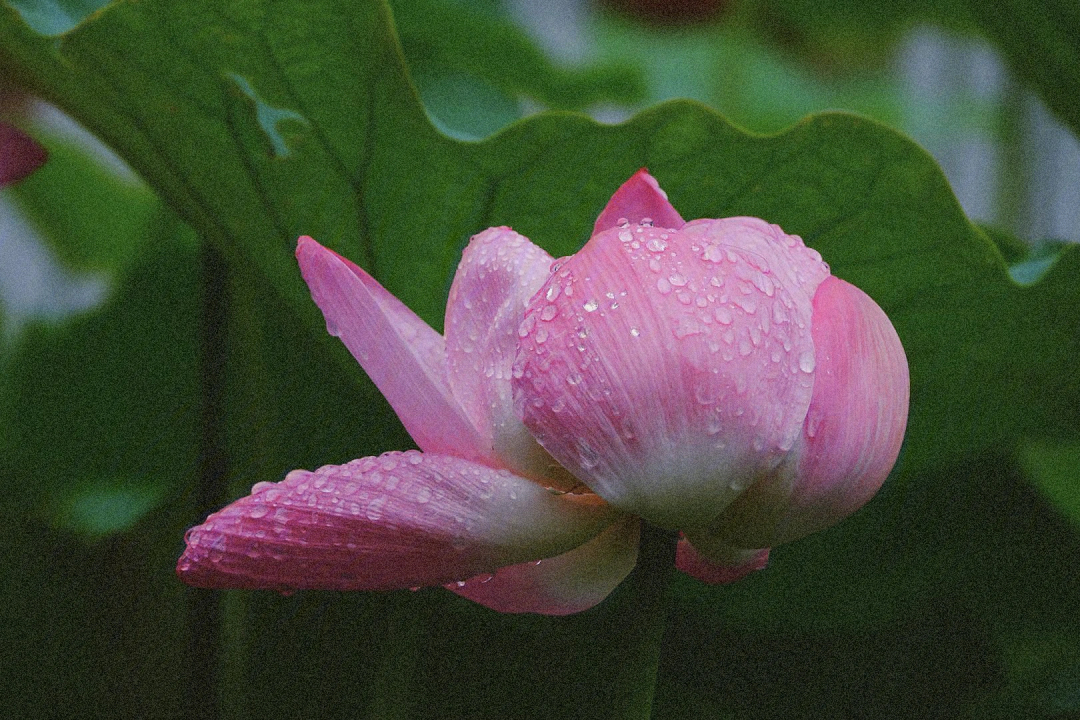 雨露荷花